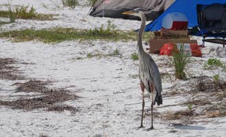 Camping near Skyway Beach  - PERMANENTLY CLOSED FOR CAMPING : Shell Key Preserve, Tierra Verde, Florida