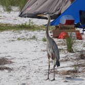 Review photo of Shell Key Preserve by Dan X., January 5, 2021