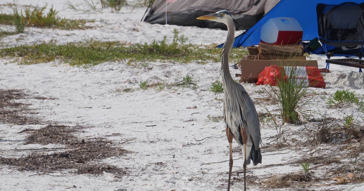 Shell Key Preserve Camping | Tierra Verde, FL
