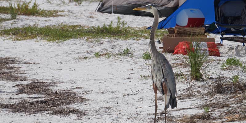 Camper submitted image from Shell Key Preserve