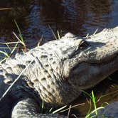 Review photo of Davis Bayou Campground — Gulf Islands National Seashore by Sarah C., May 27, 2018