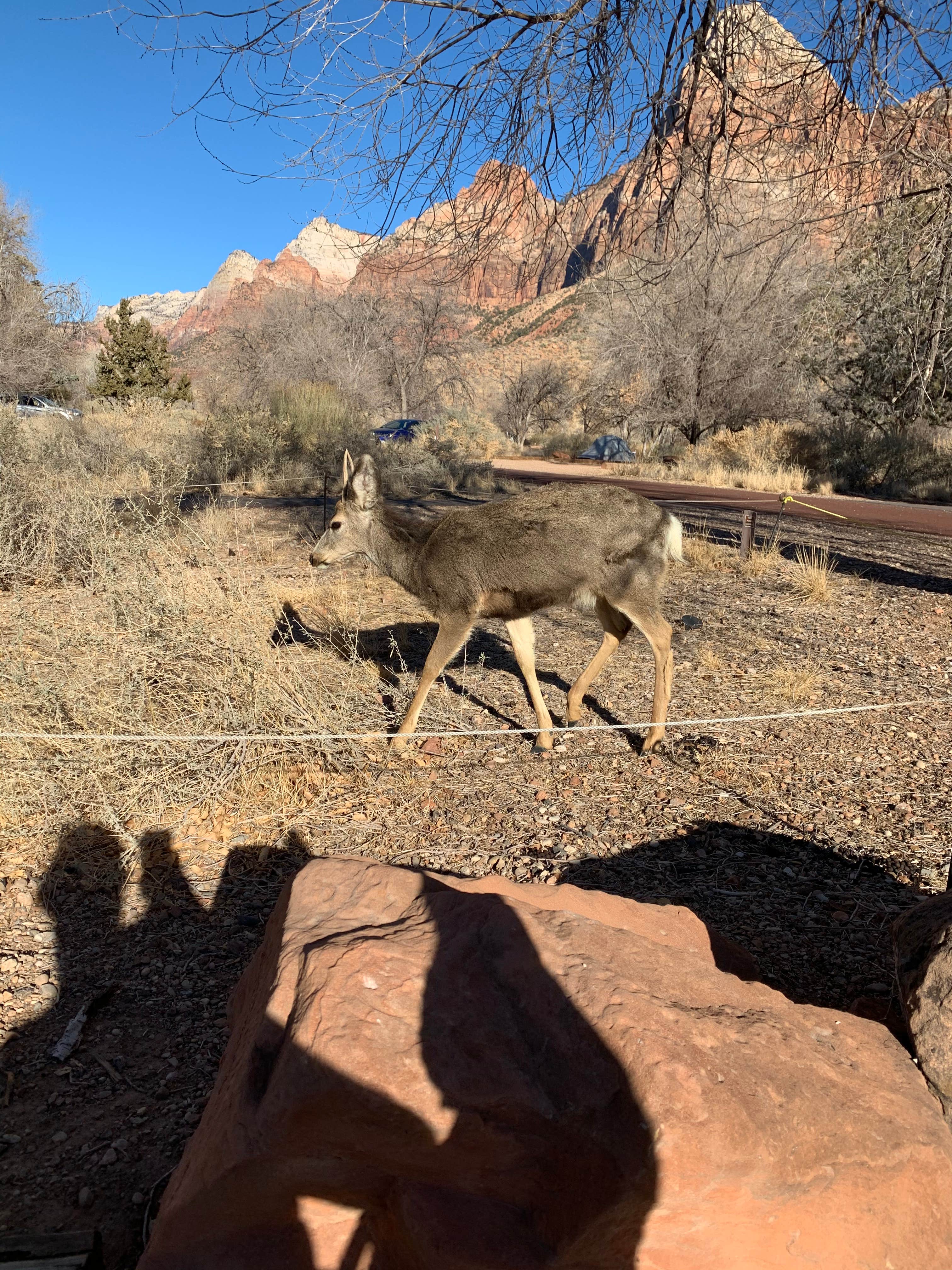 Watchman Campground — Zion National Park