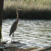 Review photo of Davis Bayou Campground — Gulf Islands National Seashore by Sarah C., May 27, 2018