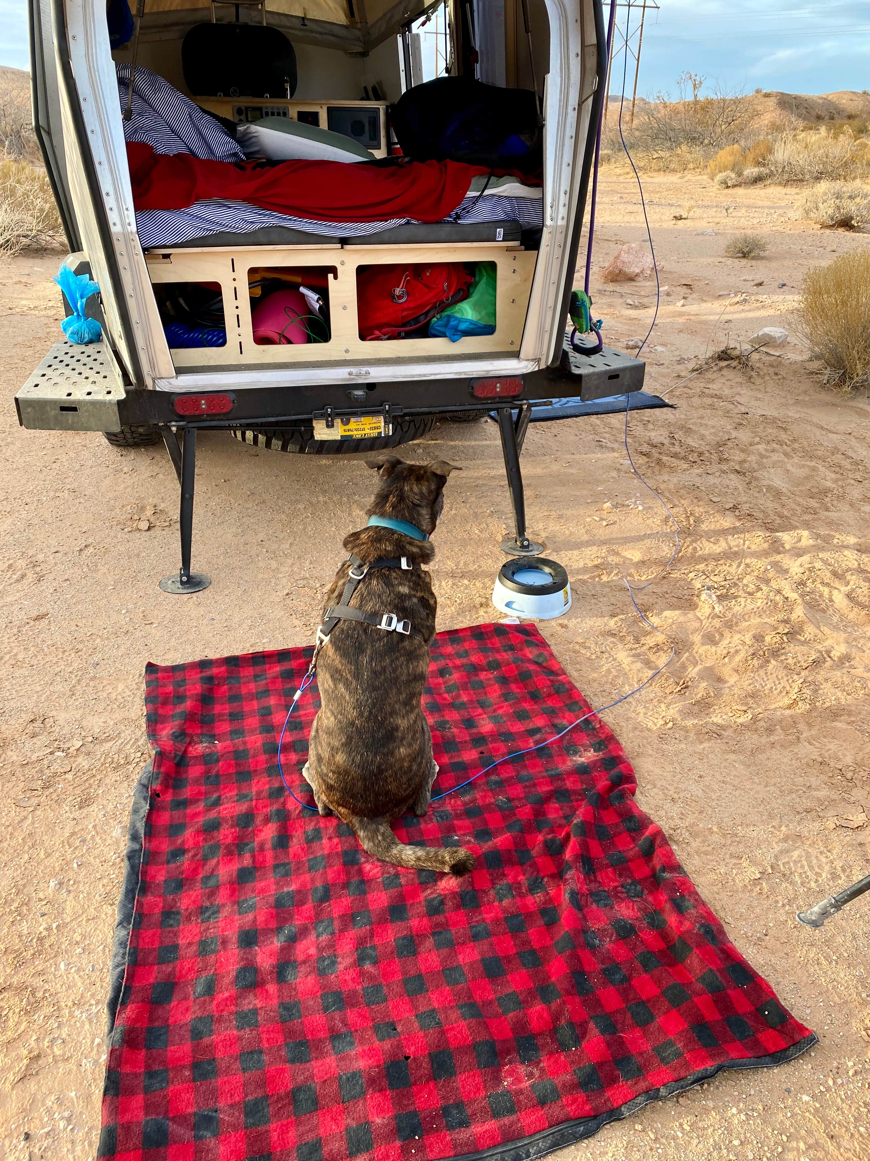 Sarah S.'s photo of camping with pets at Dispersed Camping North of Logandale near Mesquite, NV