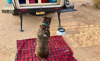 Sarah S.'s photo of camping with pets at Dispersed Camping North of Logandale near Overton, NV