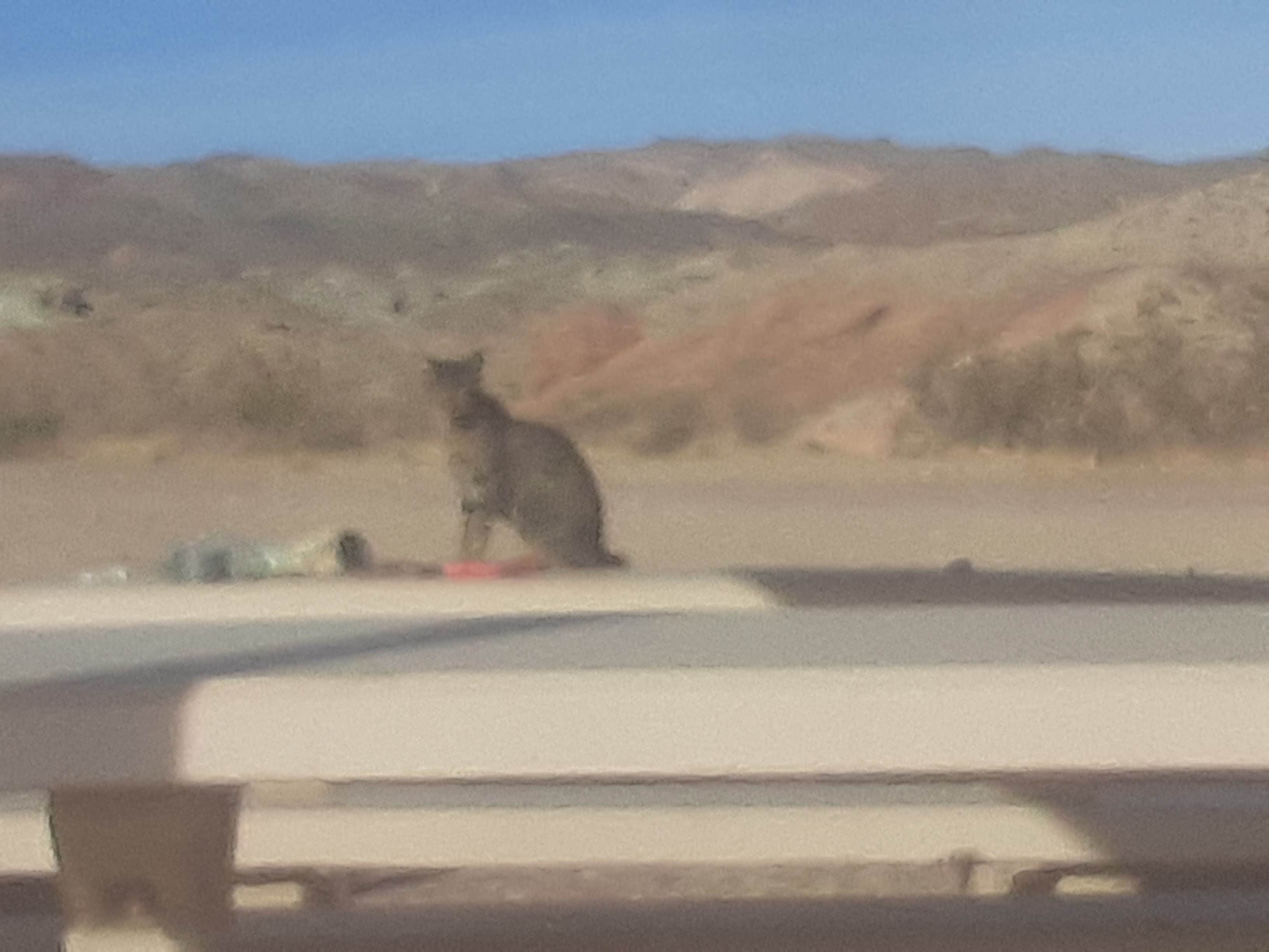 Camper-submitted photo at Owl Canyon Campground near Helendale, CA