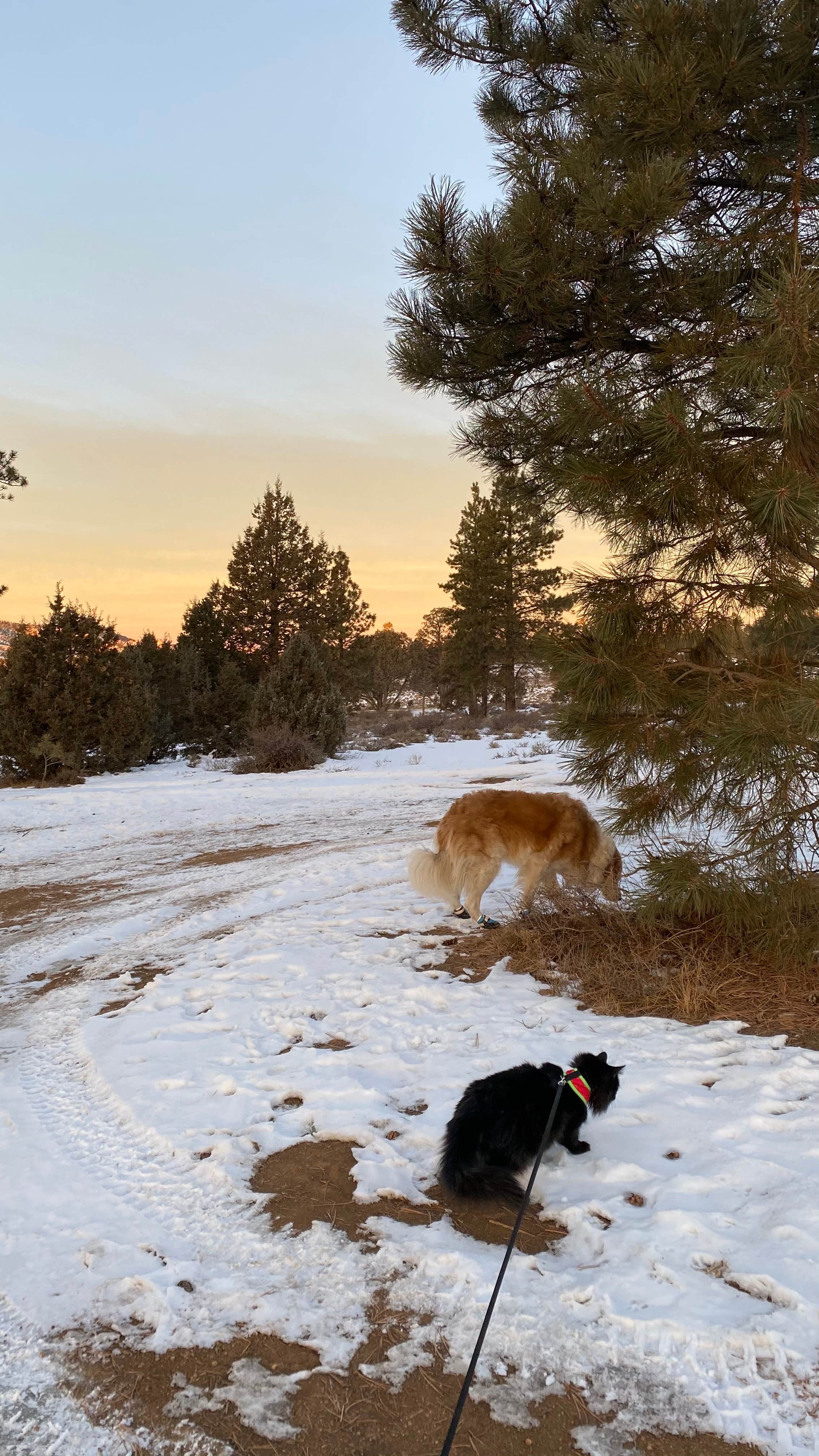 Camper-submitted photo at Tom Best Spring Road FR117 Dispersed - Dixie National Forest in Utah