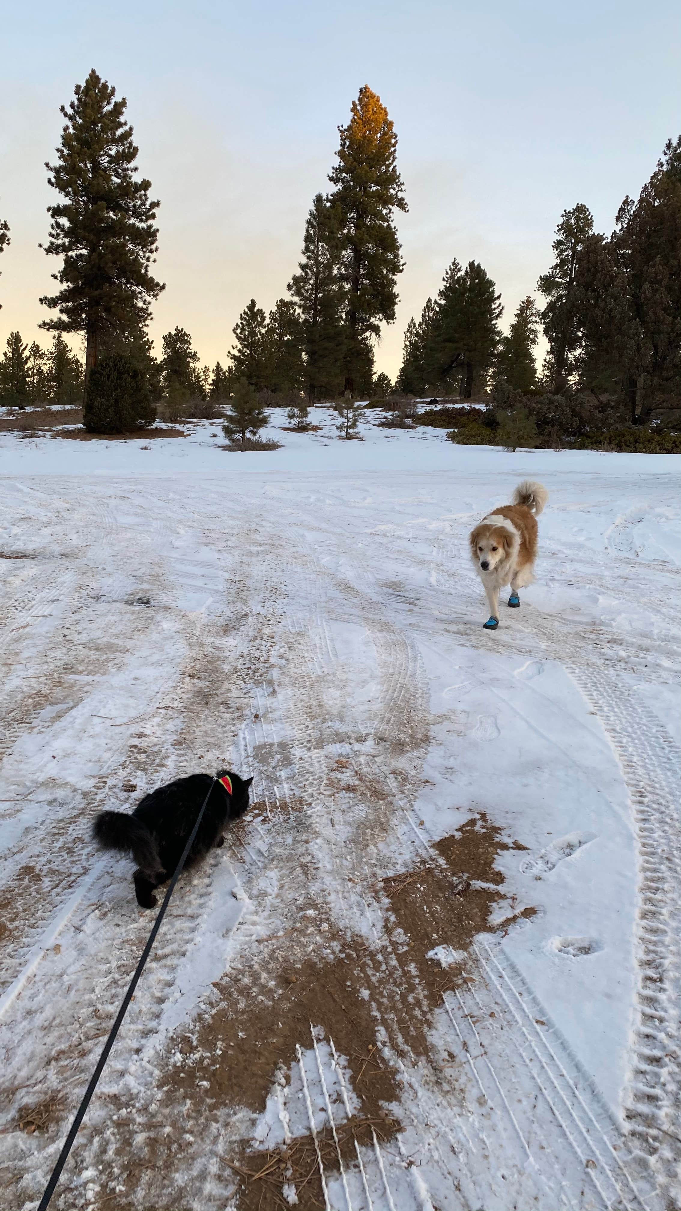 Camper-submitted photo at Tom Best Spring Road FR117 Dispersed - Dixie National Forest in Utah