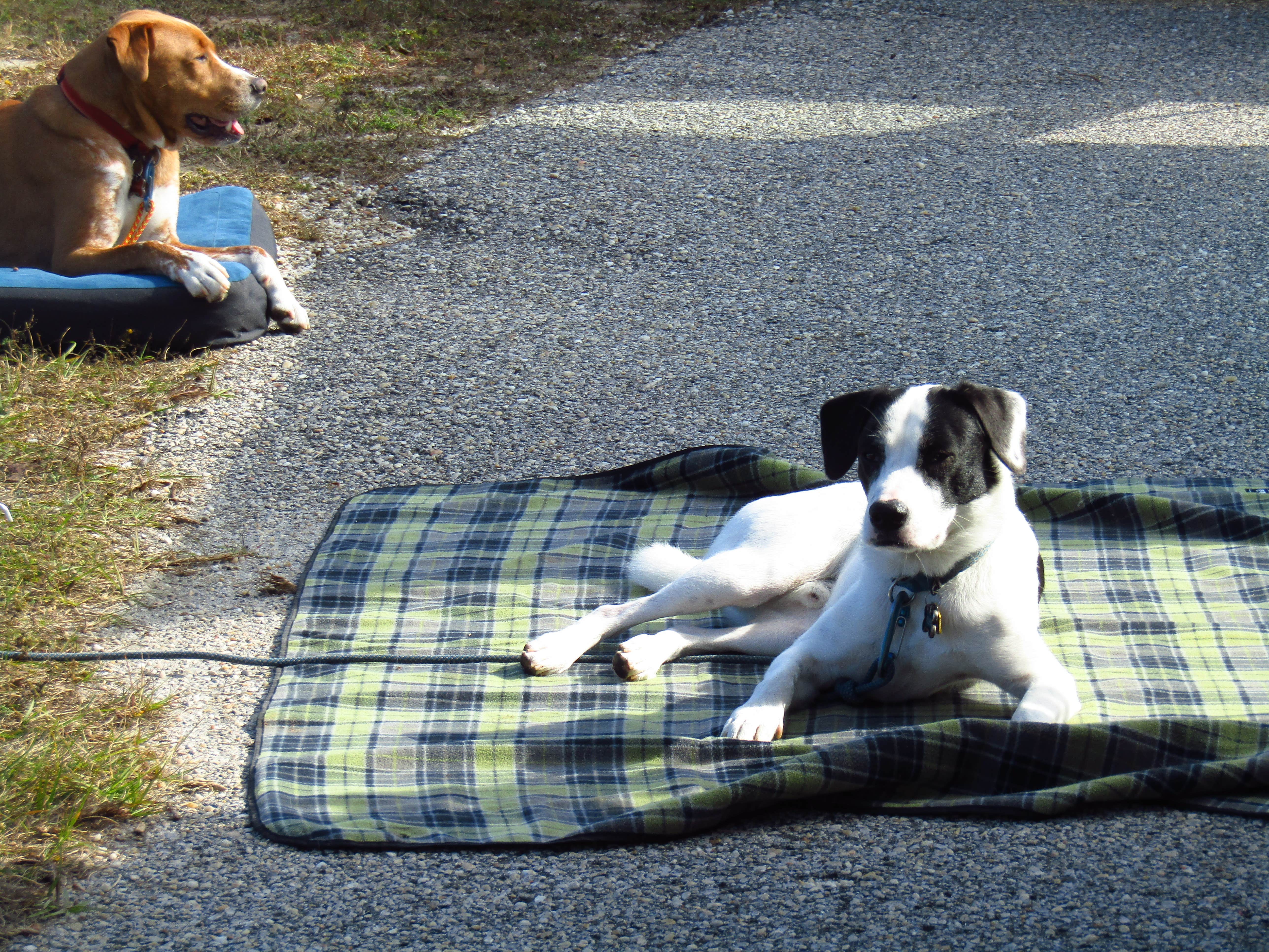 Sarah C.'s photo of camping with pets at Gulf State Park Campground near Fairhope, AL