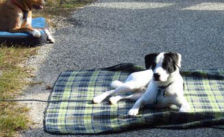 Sarah C.'s photo of camping with pets at Gulf State Park Campground near Spanish Fort, AL