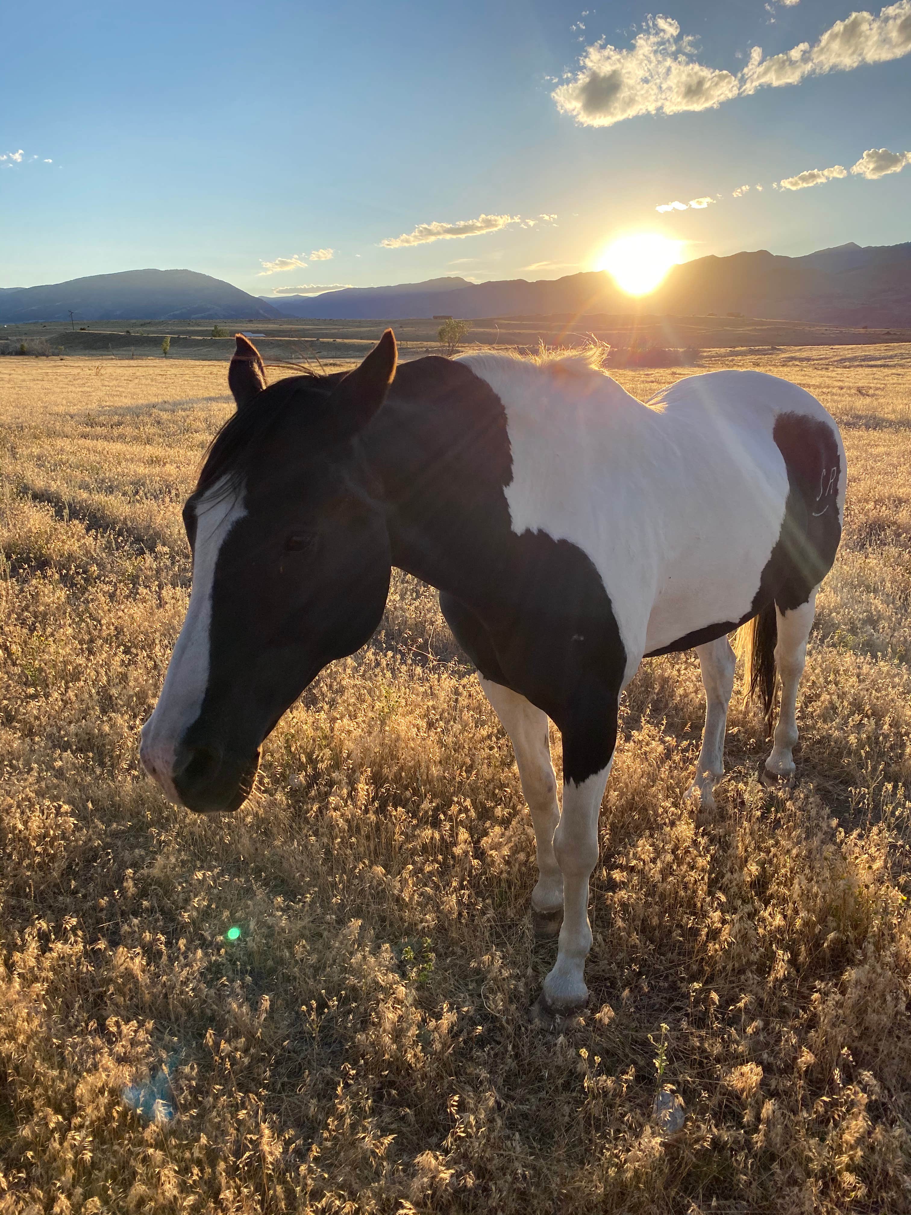 Doug's photo of camping with a horse at Yellowstone Dreamin Camp near Yellowstone National Park