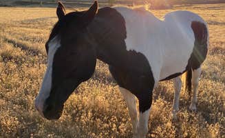 Doug's photo of camping with a horse at Yellowstone Dreamin Camp near Silver Gate, MT