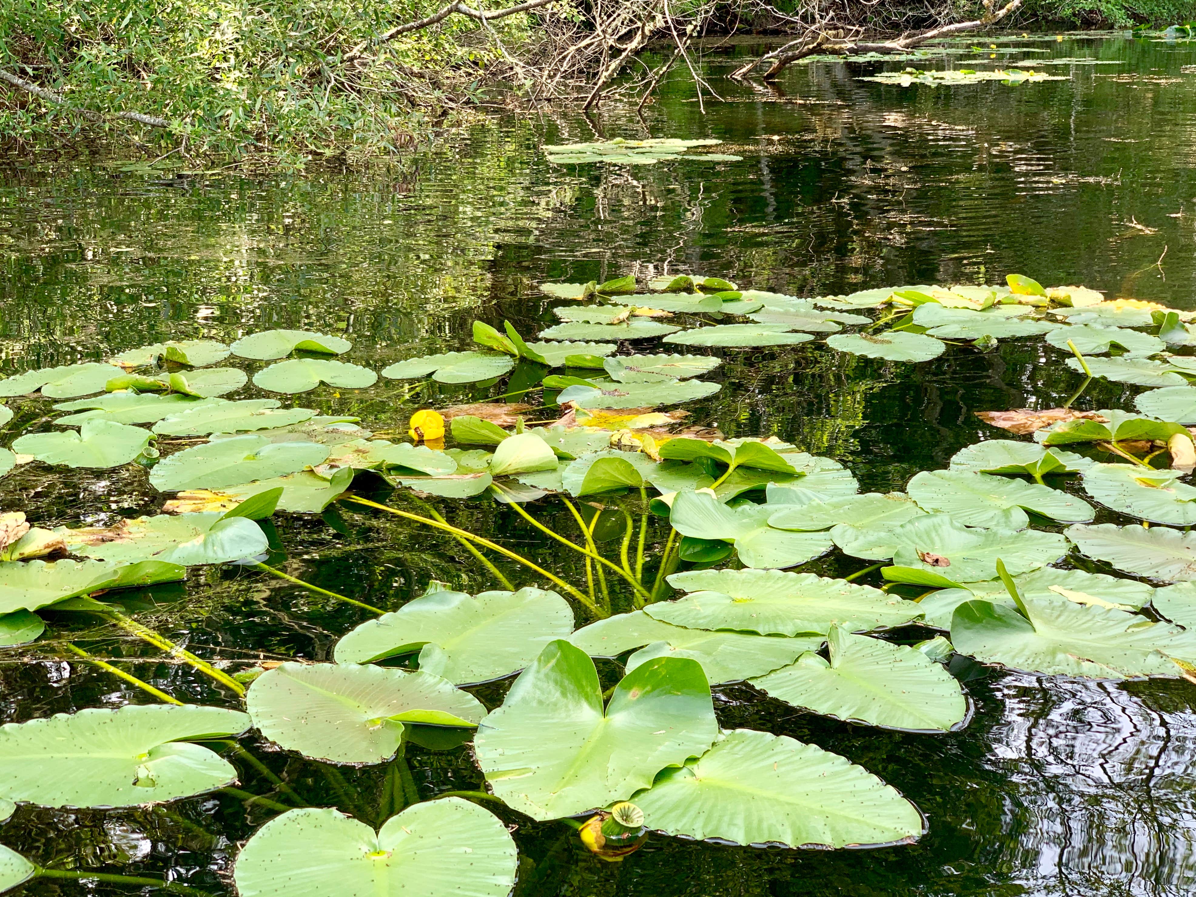 Camper-submitted photo at Lakedale Resort near Lopez Island, WA
