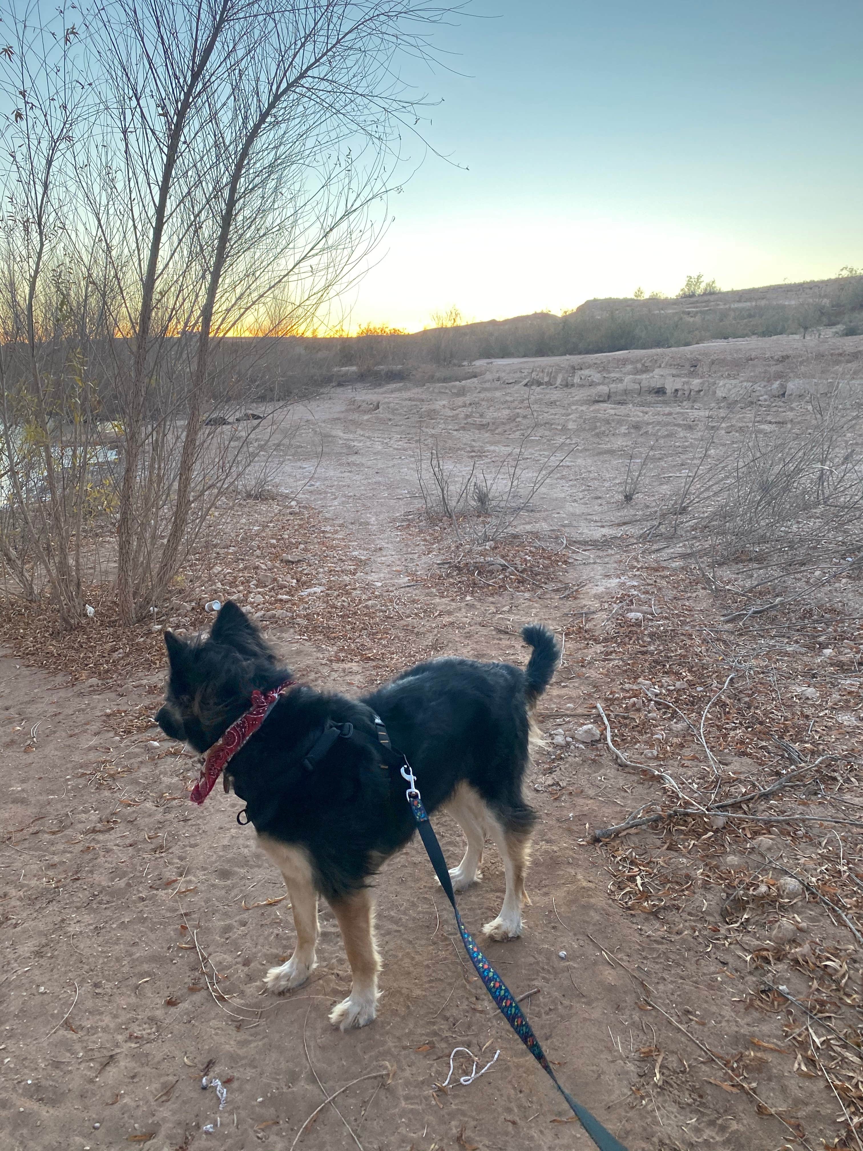 Morgan D.'s photo of camping with pets at Stewart’s Point Dispersed Camping — Lake Mead National Recreation Area near Meadview, AZ