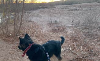 Morgan D.'s photo of camping with pets at Stewart’s Point Dispersed Camping — Lake Mead National Recreation Area near Overton, NV