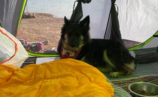 Morgan D.'s photo of camping with pets at Stewart’s Point Dispersed Camping — Lake Mead National Recreation Area near Mesquite, NV