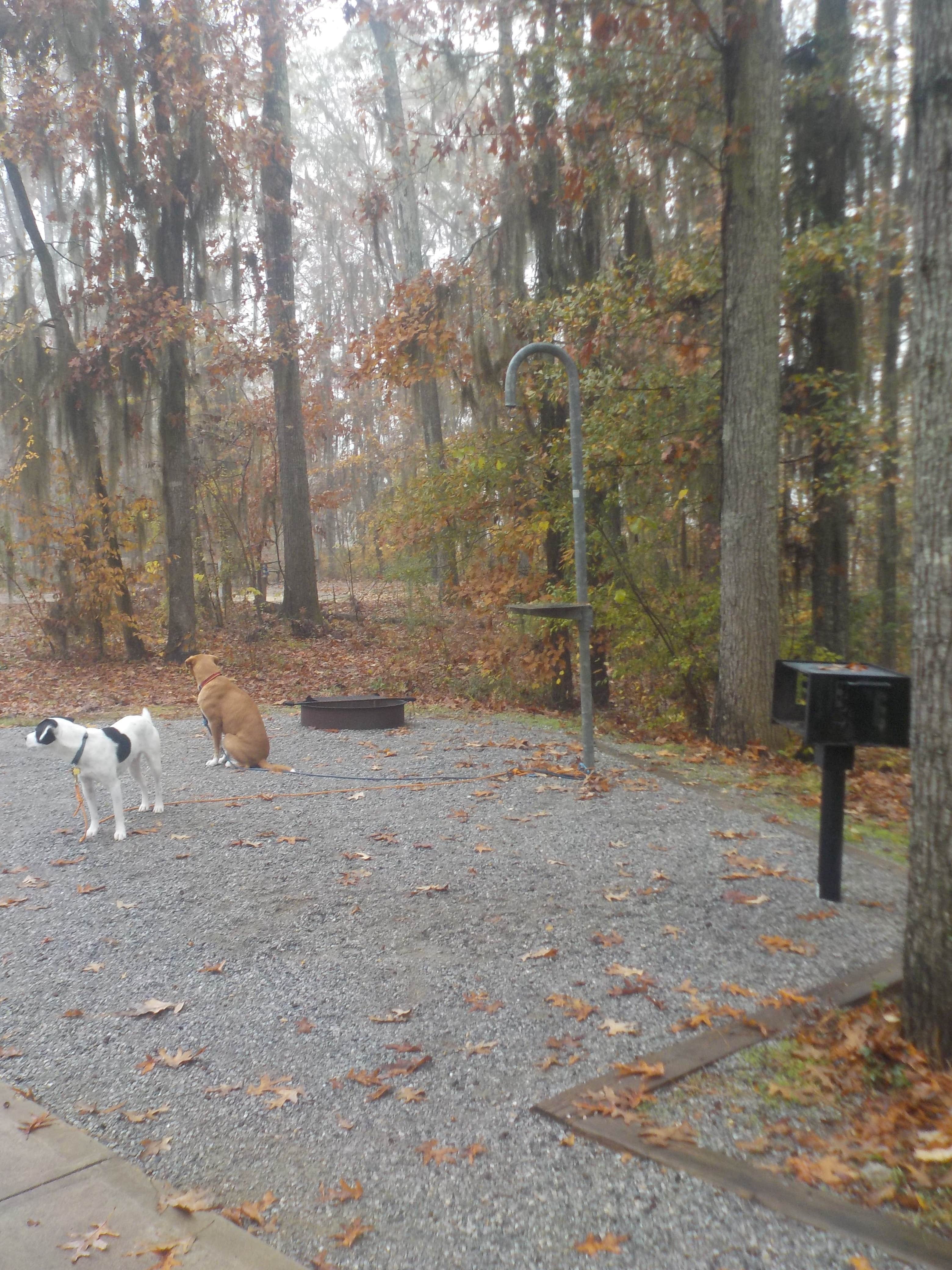 Camper-submitted photo at Gunter Hill in Alabama