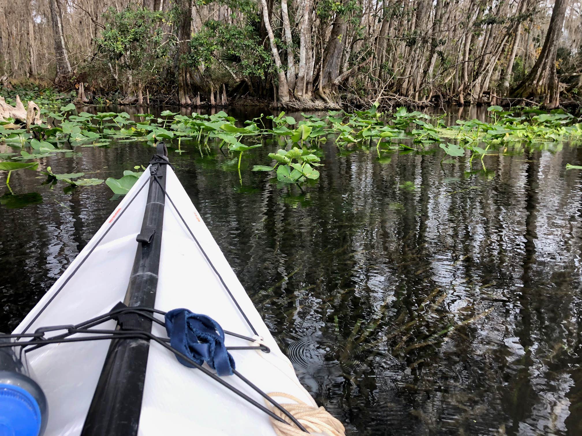 Camper-submitted photo at Silver Springs State Park Campground near Ocala National Forest