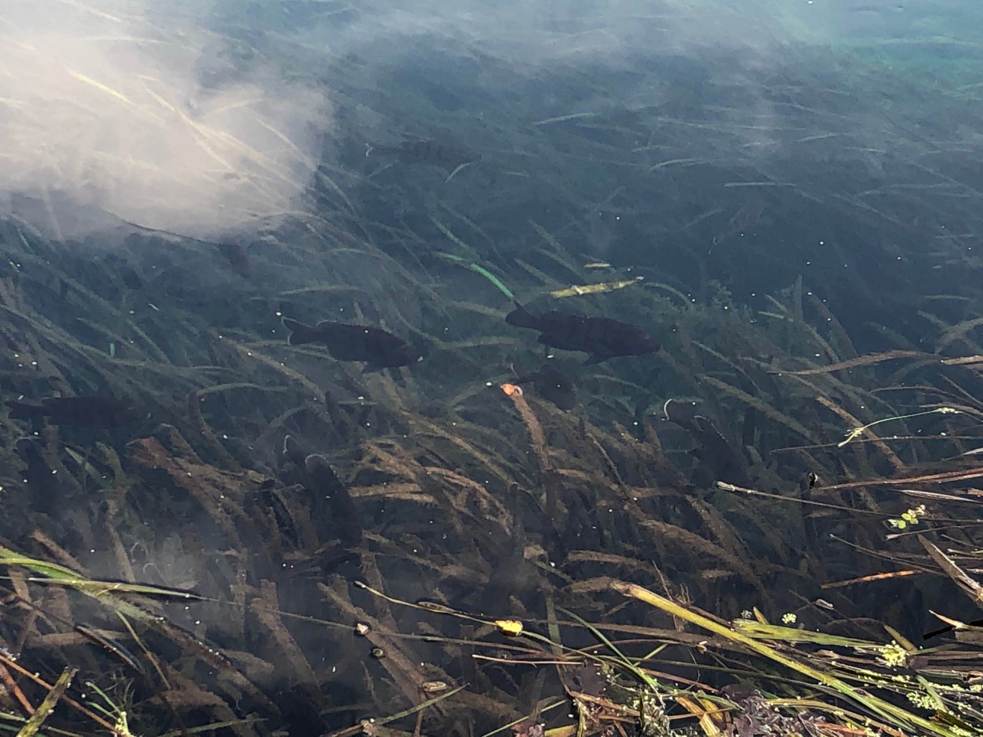 Camper-submitted photo at Silver Springs State Park Campground near Ocala National Forest