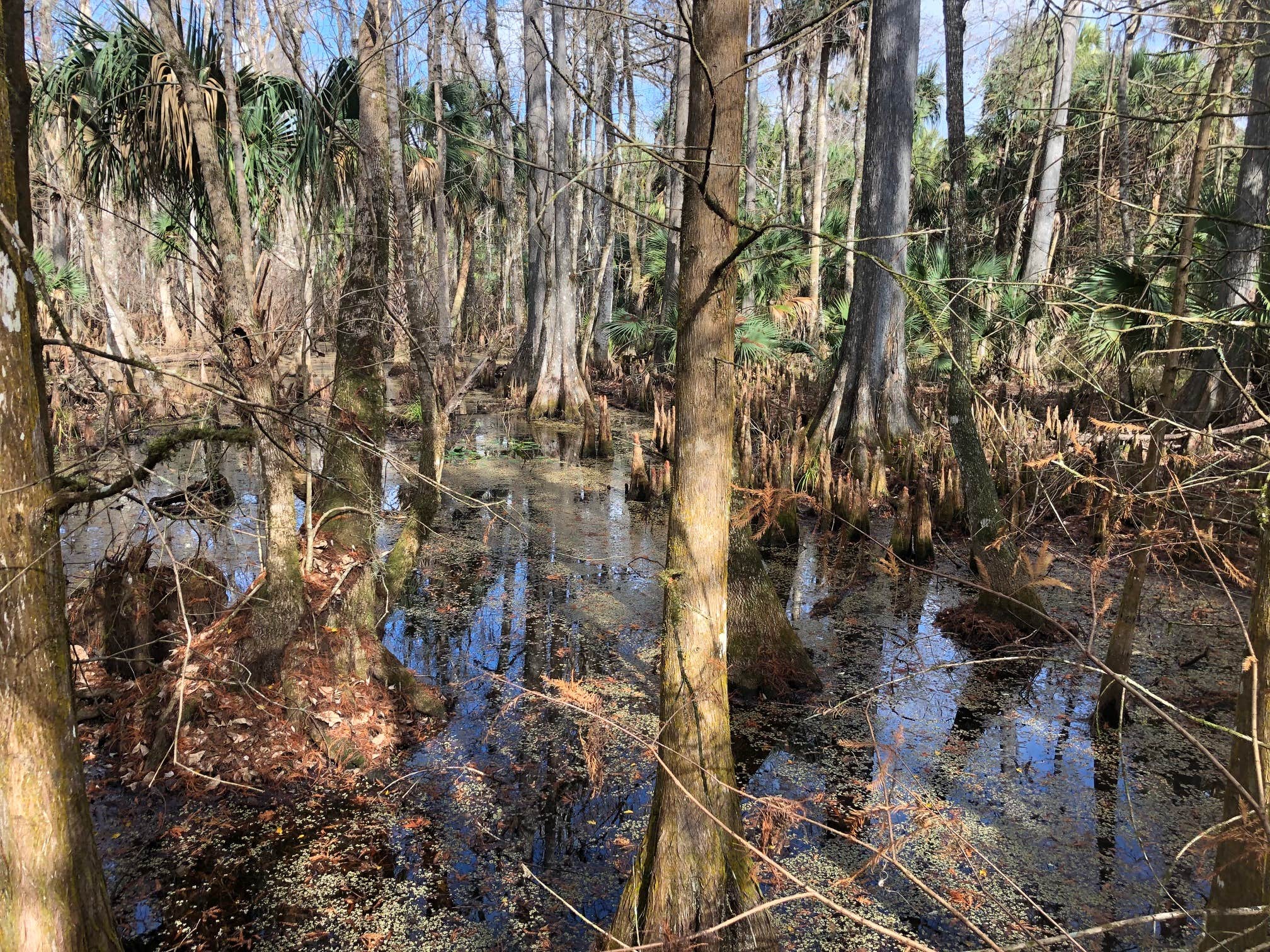 Camper submitted image from Silver Springs State Park Campground - 1