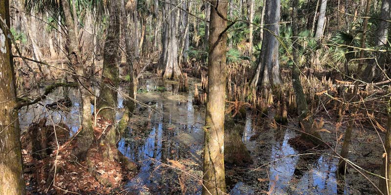 Camper submitted image from Silver Springs State Park Campground