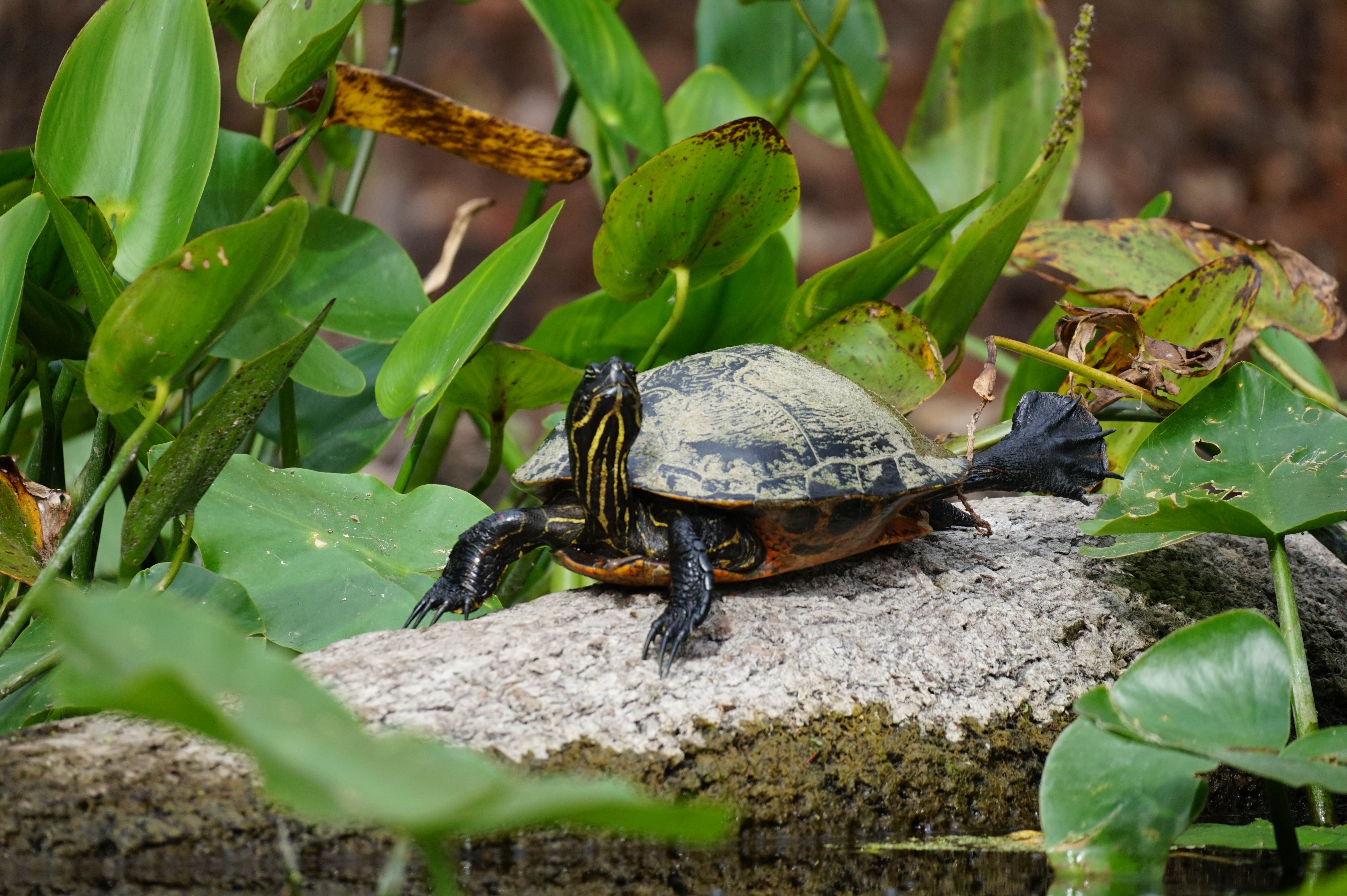 Camper-submitted photo at Silver Springs State Park Campground near Ocala National Forest