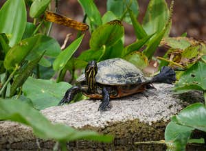 Silver Springs State Park Campground