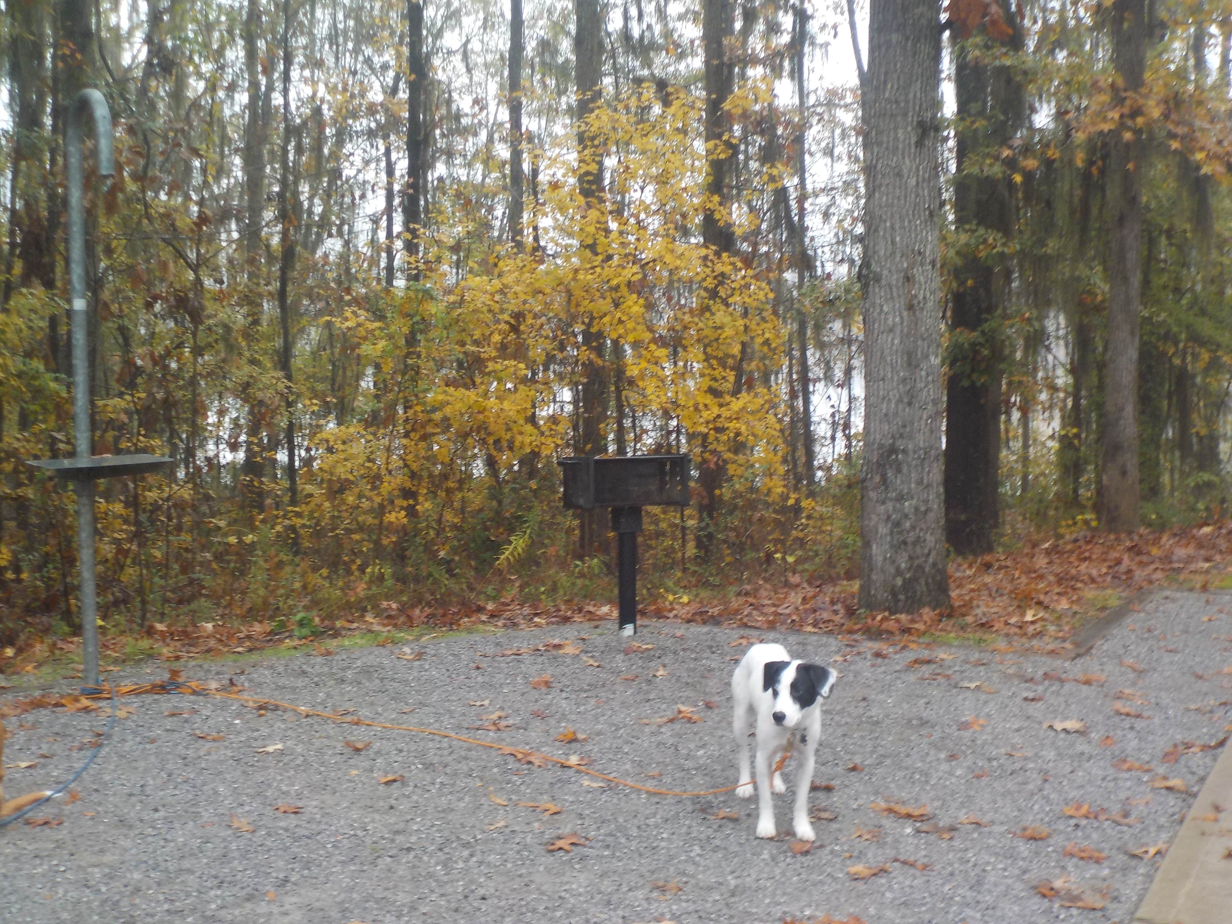 Sarah C.'s photo of camping with pets at Gunter Hill near Marbury, AL