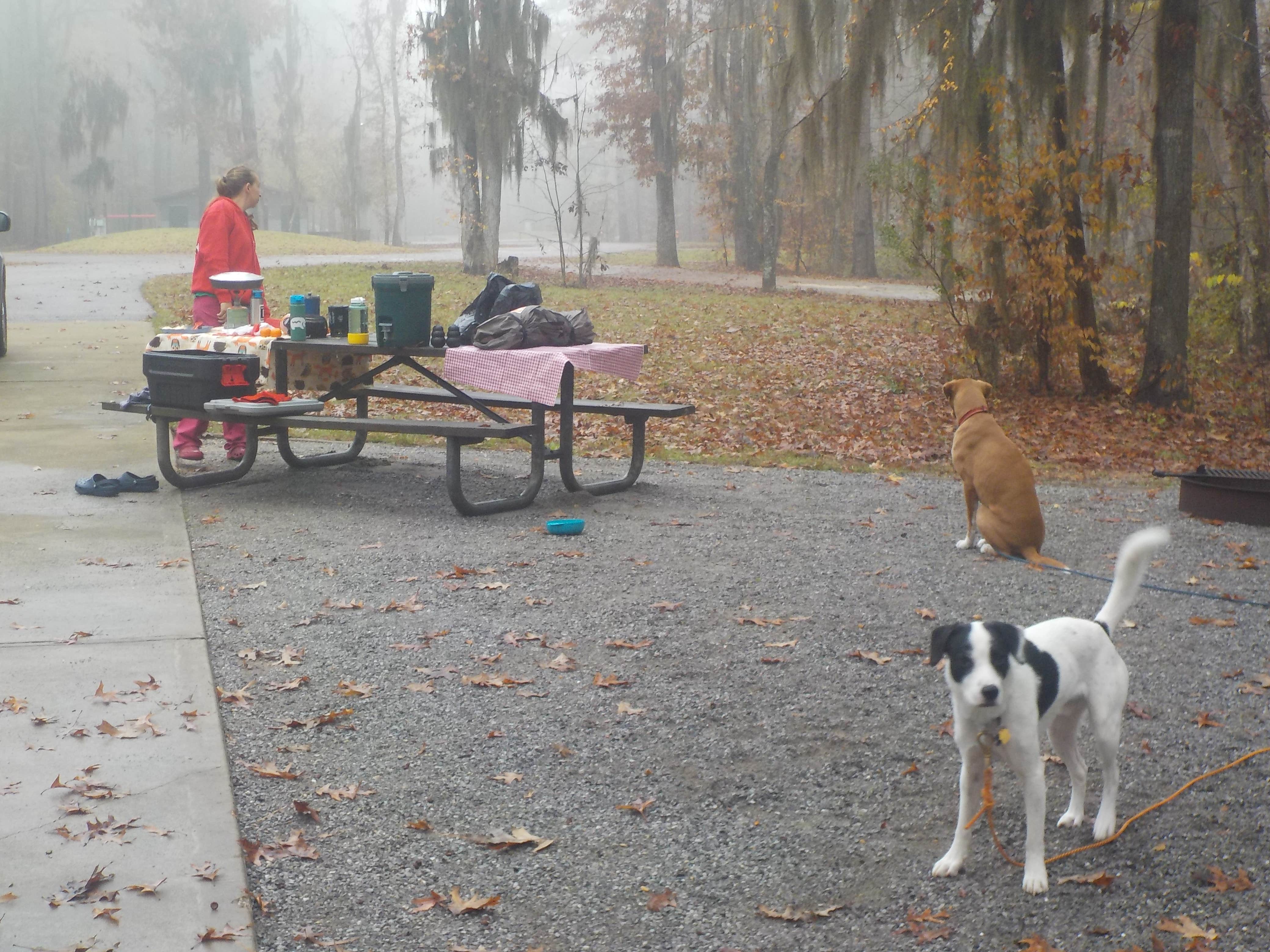 Sarah C.'s photo of camping with pets at Gunter Hill near Kent, AL