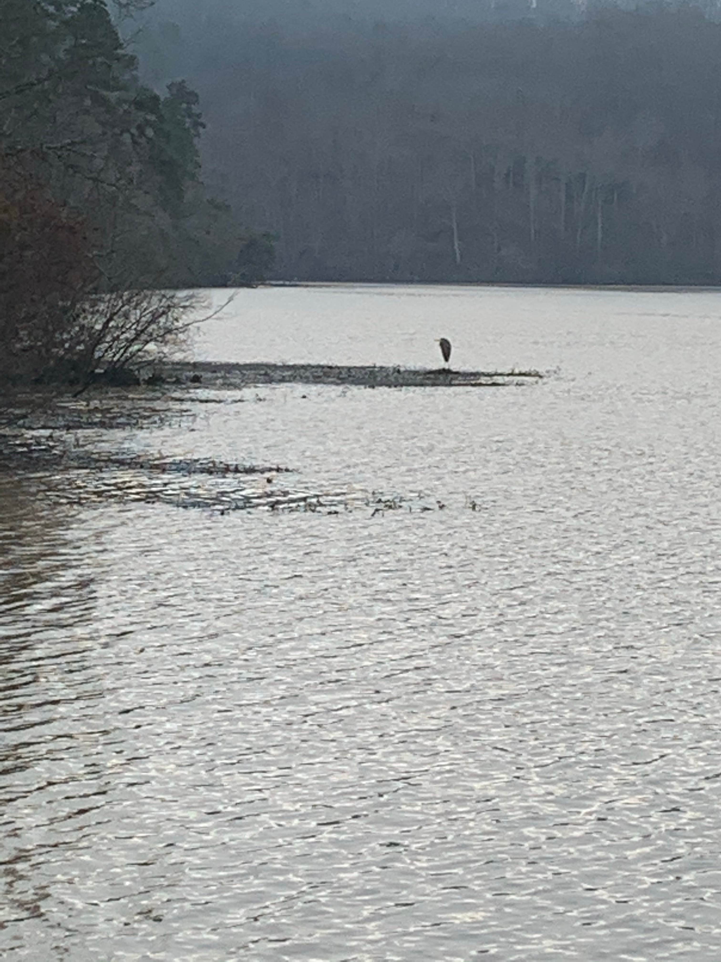Camper-submitted photo at Deep Water Trail Camp near Albemarle, NC