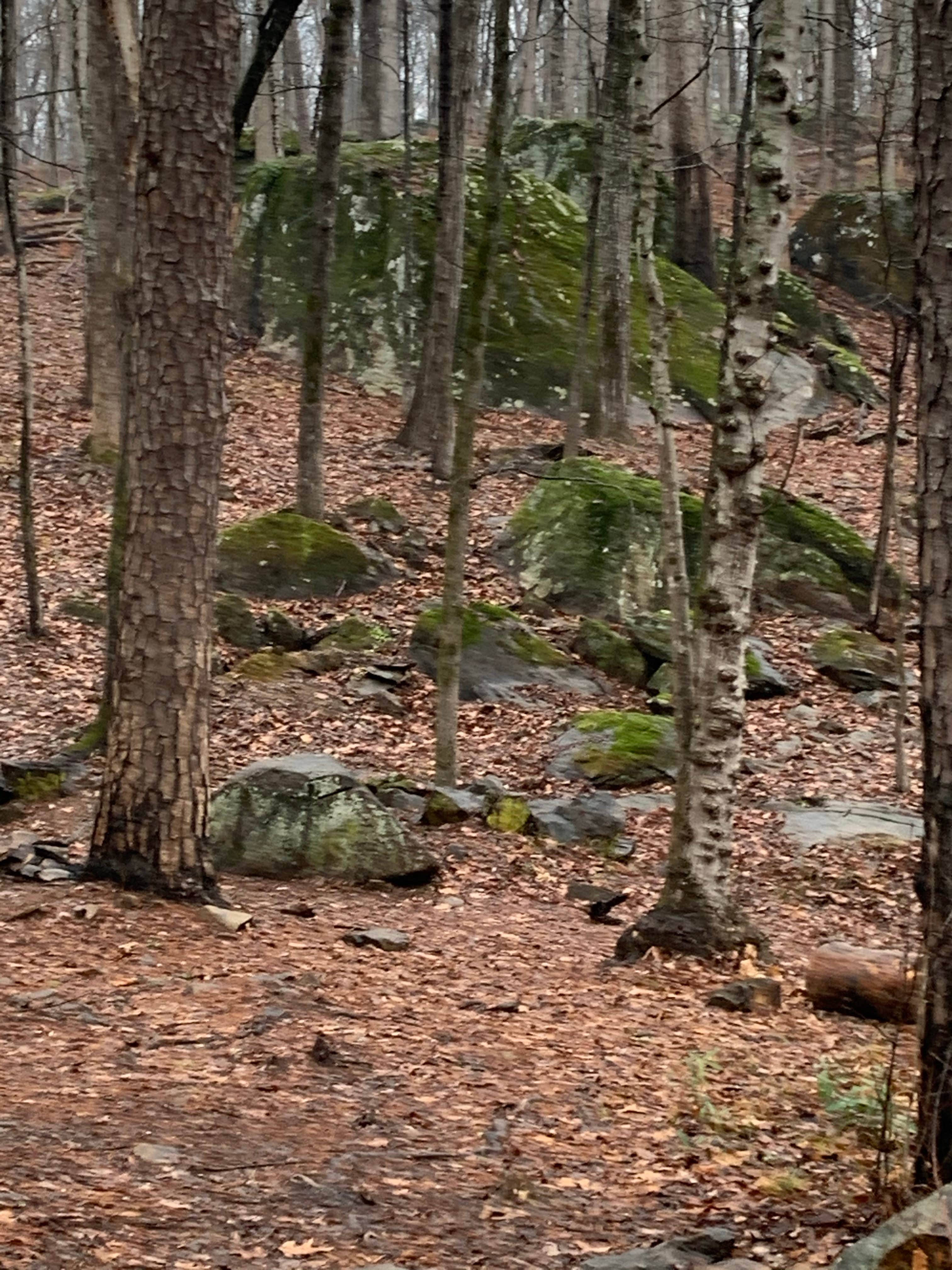 Camper-submitted photo at Deep Water Trail Camp near Albemarle, NC