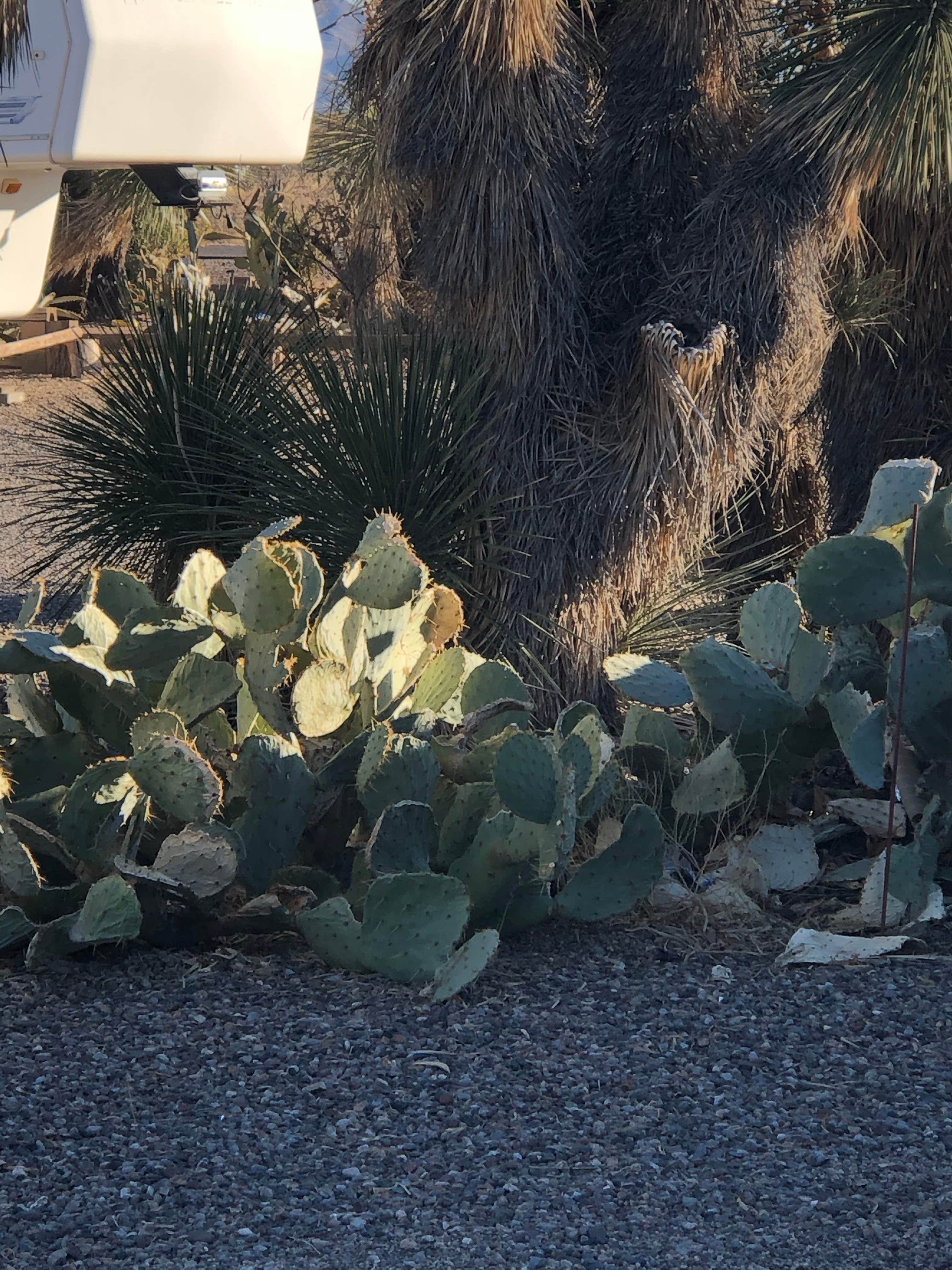 Camper-submitted photo at Low Hi RV Ranch near Faywood, NM