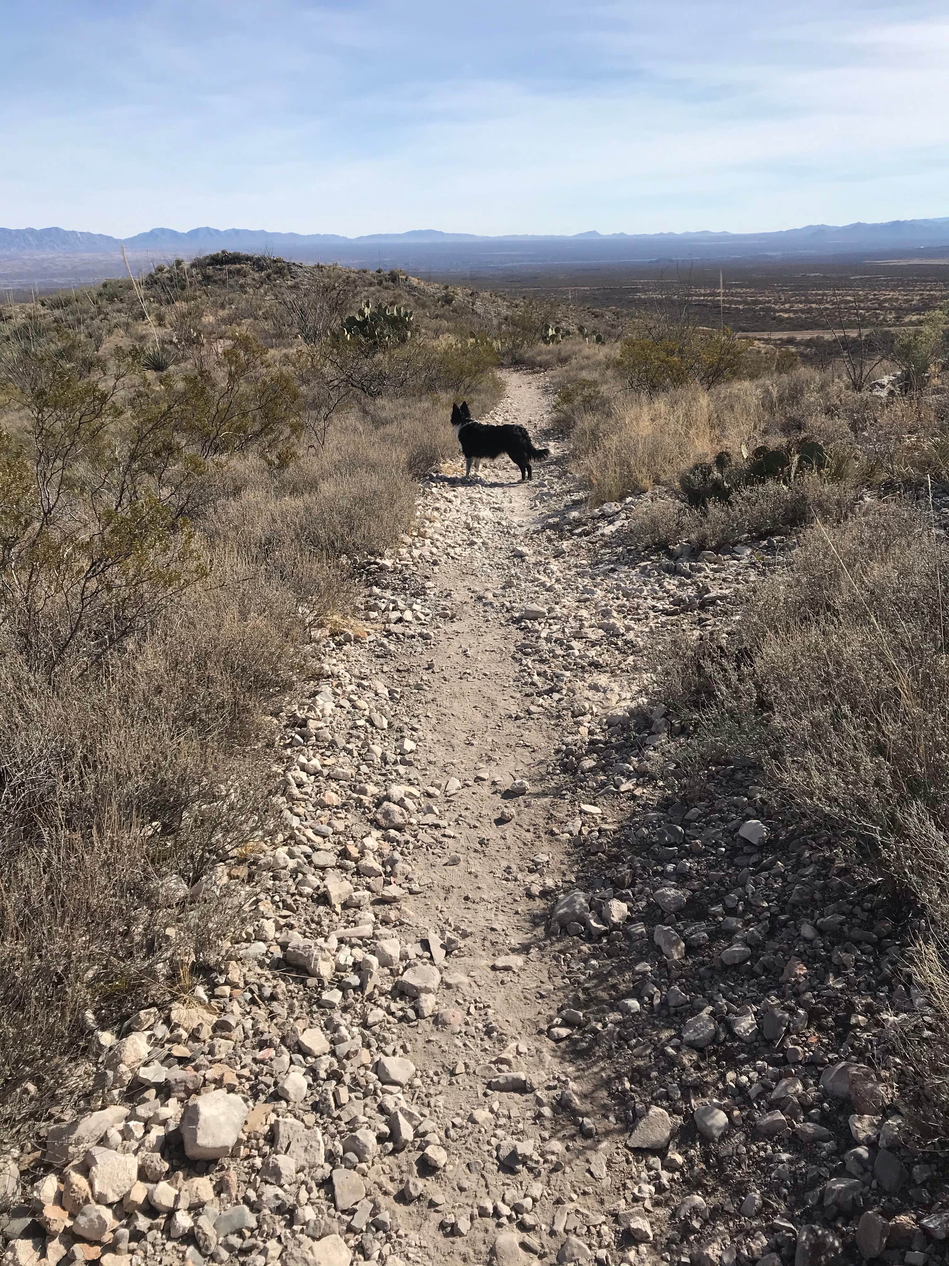 Lisa S.'s photo of camping with pets at Kartchner Caverns State Park Campground near Coronado National Forest