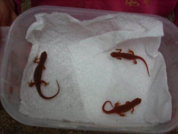 Camper-submitted photo at Bear Brook State Park Campground near Warner, NH