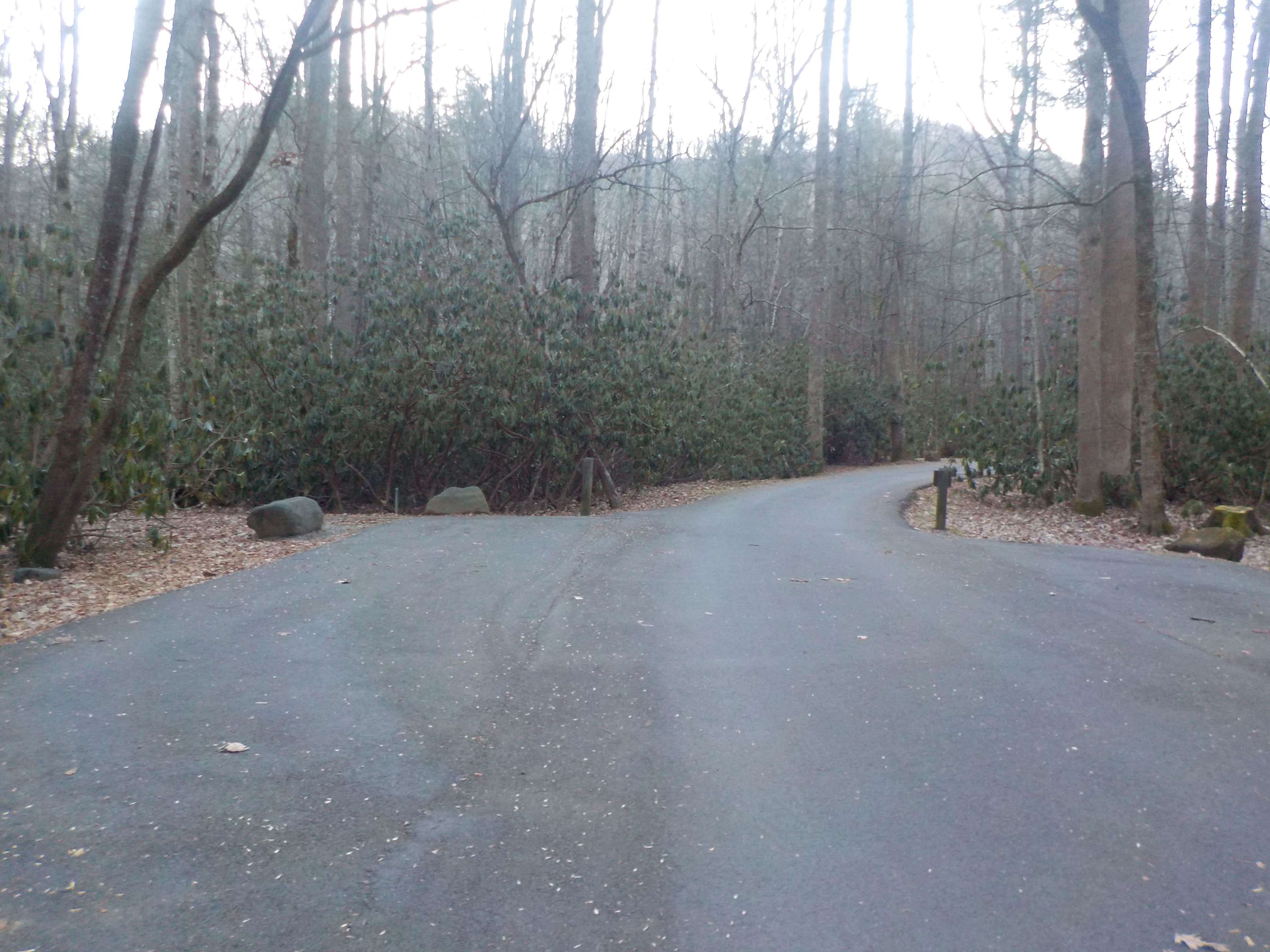 Camper submitted image from Roan Mountain State Park Campground - 4