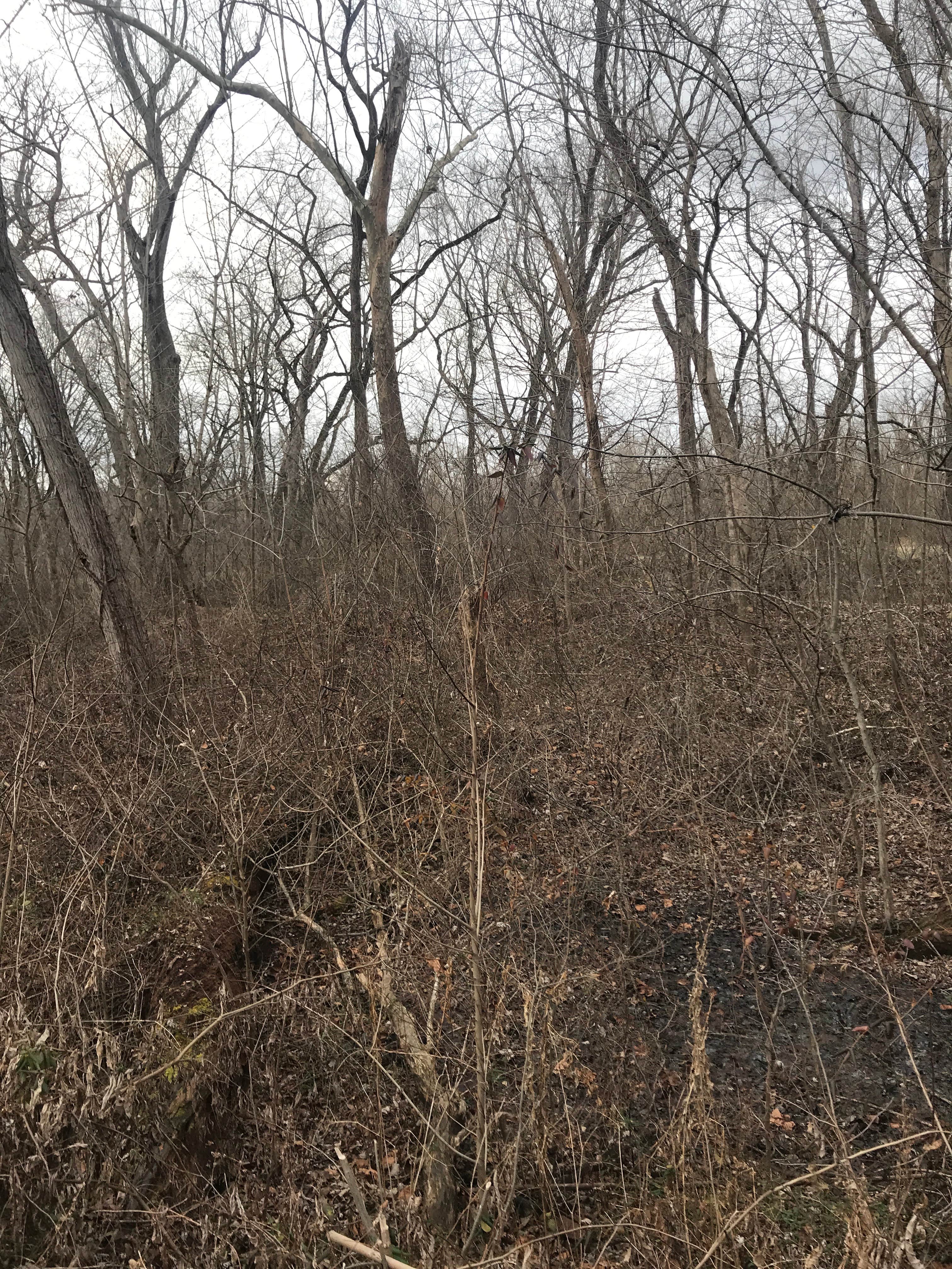 Camping near The Garden: Horsepen Branch, Sterling, Maryland