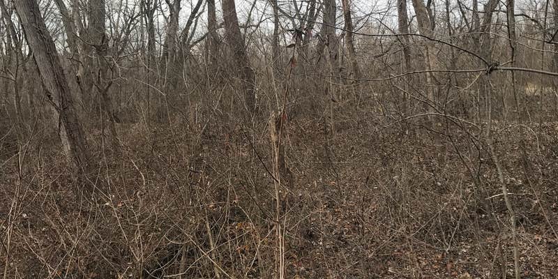 Camper submitted image from Horsepen Branch