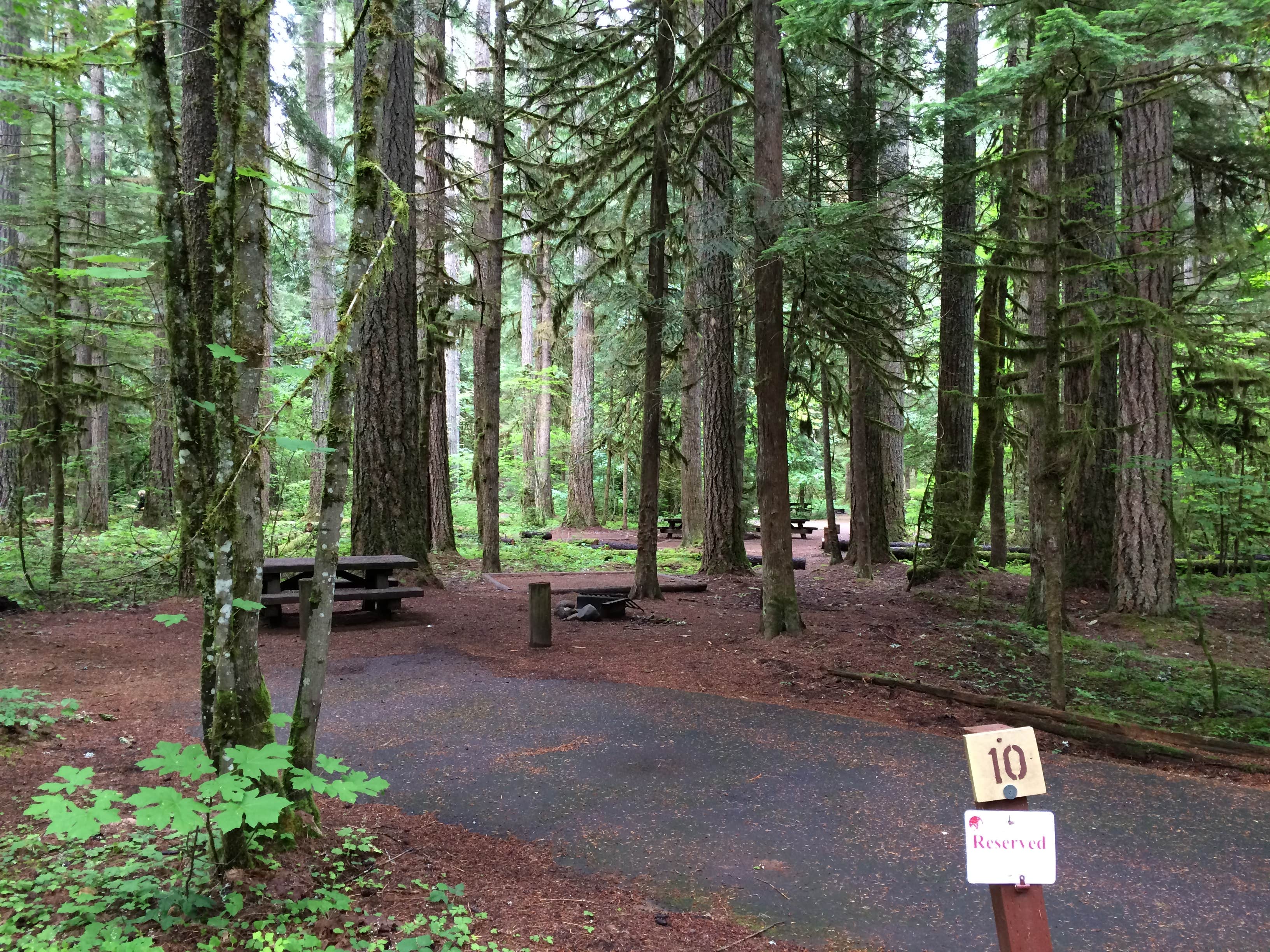 Paradise Creek campground The Dyrt