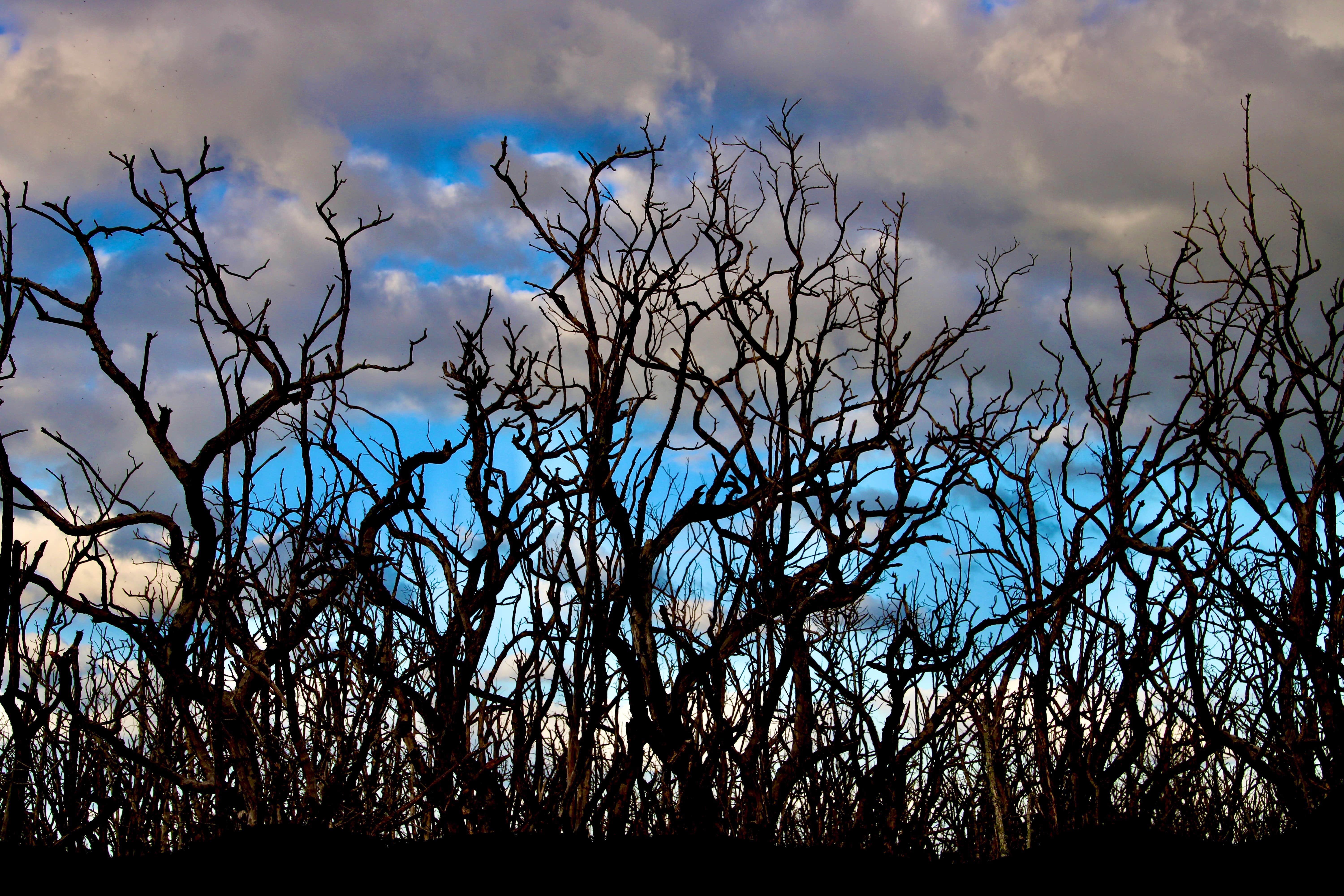 Camper-submitted photo at Long Pine Key Campground — Everglades National Park near Biscayne National Park