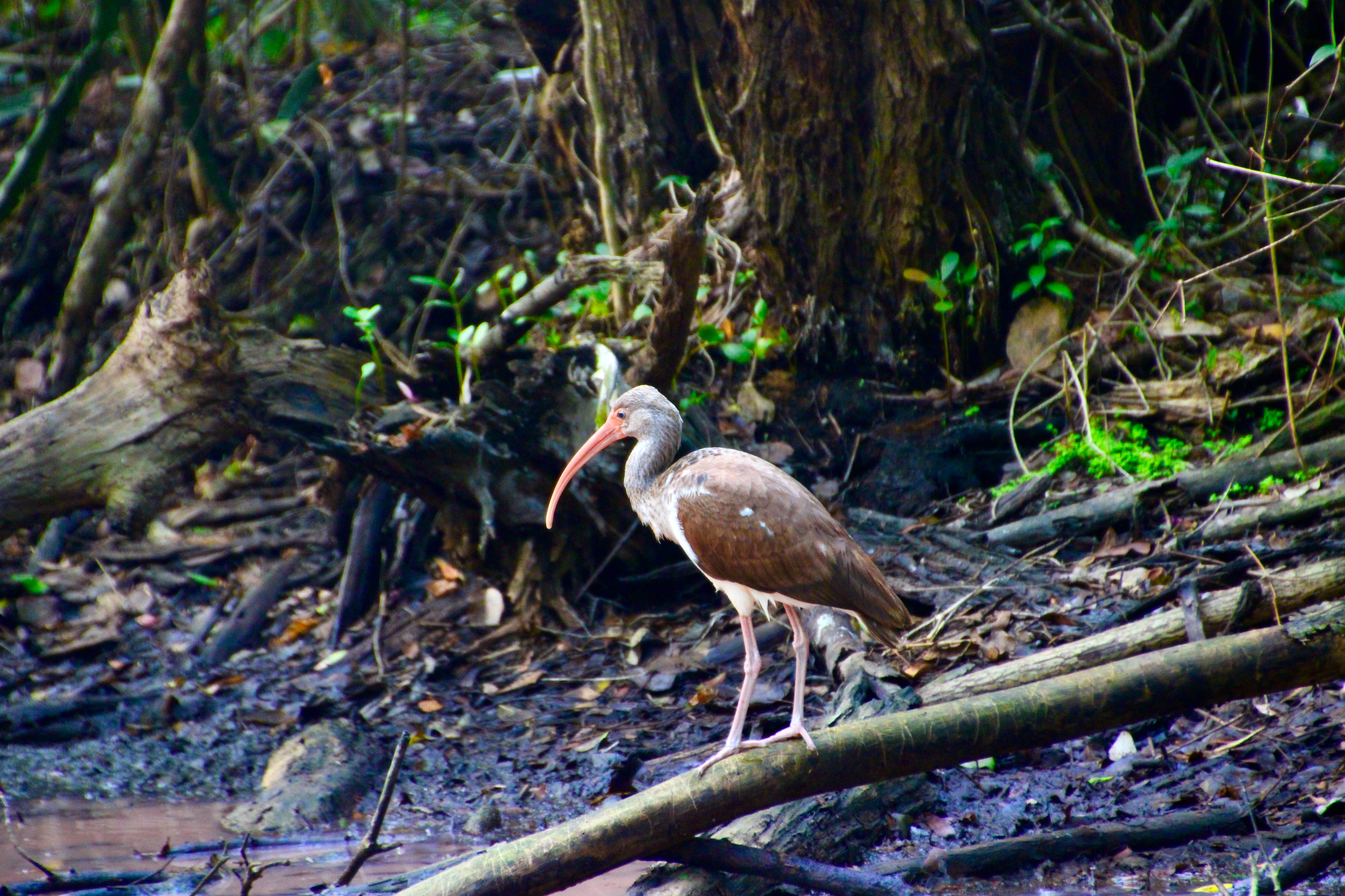 Camper-submitted photo at Long Pine Key Campground — Everglades National Park near Biscayne National Park