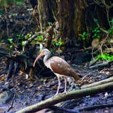 Review photo of Long Pine Key Campground — Everglades National Park by Kevin A., January 4, 2021