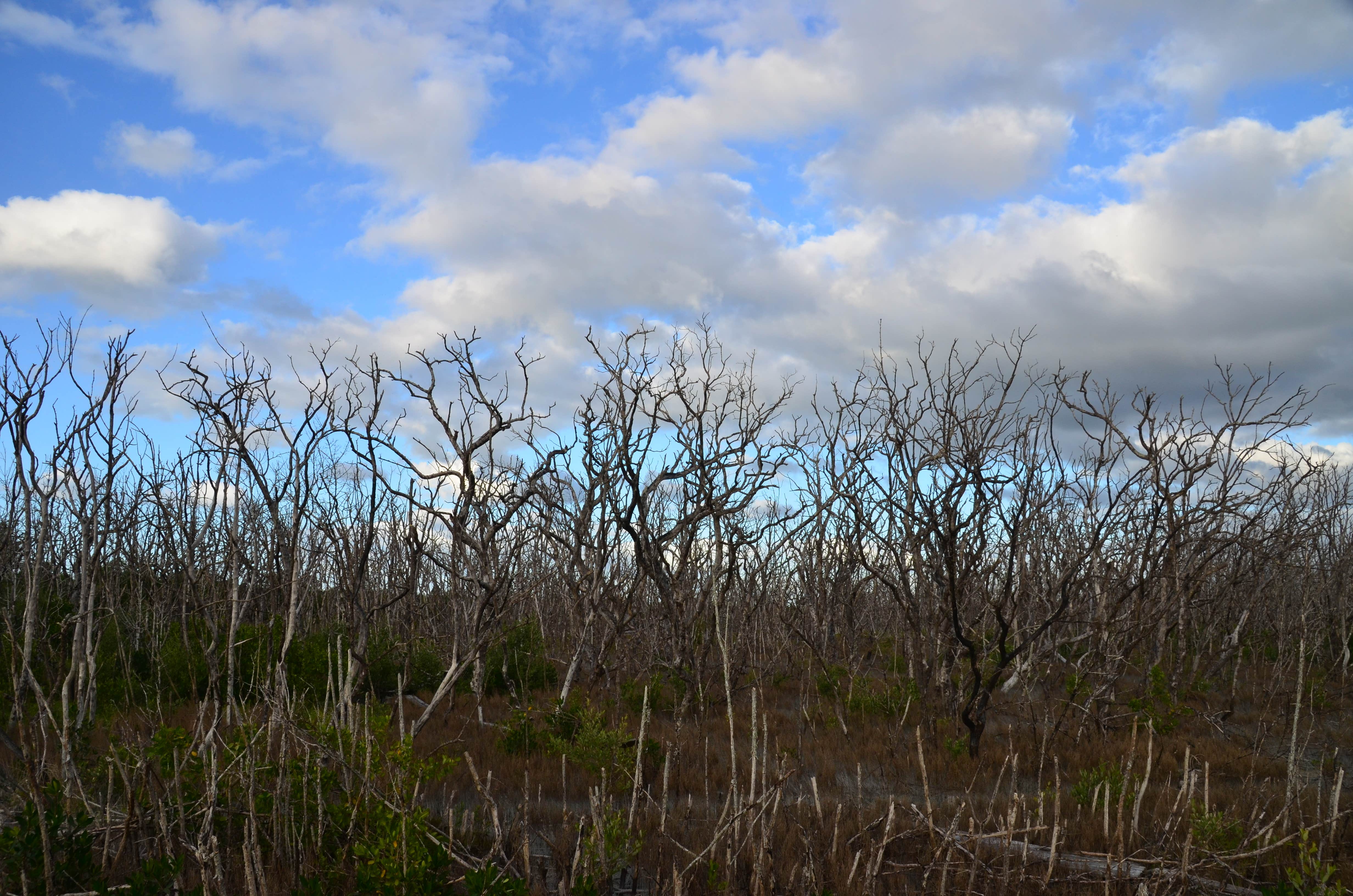 Camper-submitted photo at Long Pine Key Campground — Everglades National Park near Biscayne National Park