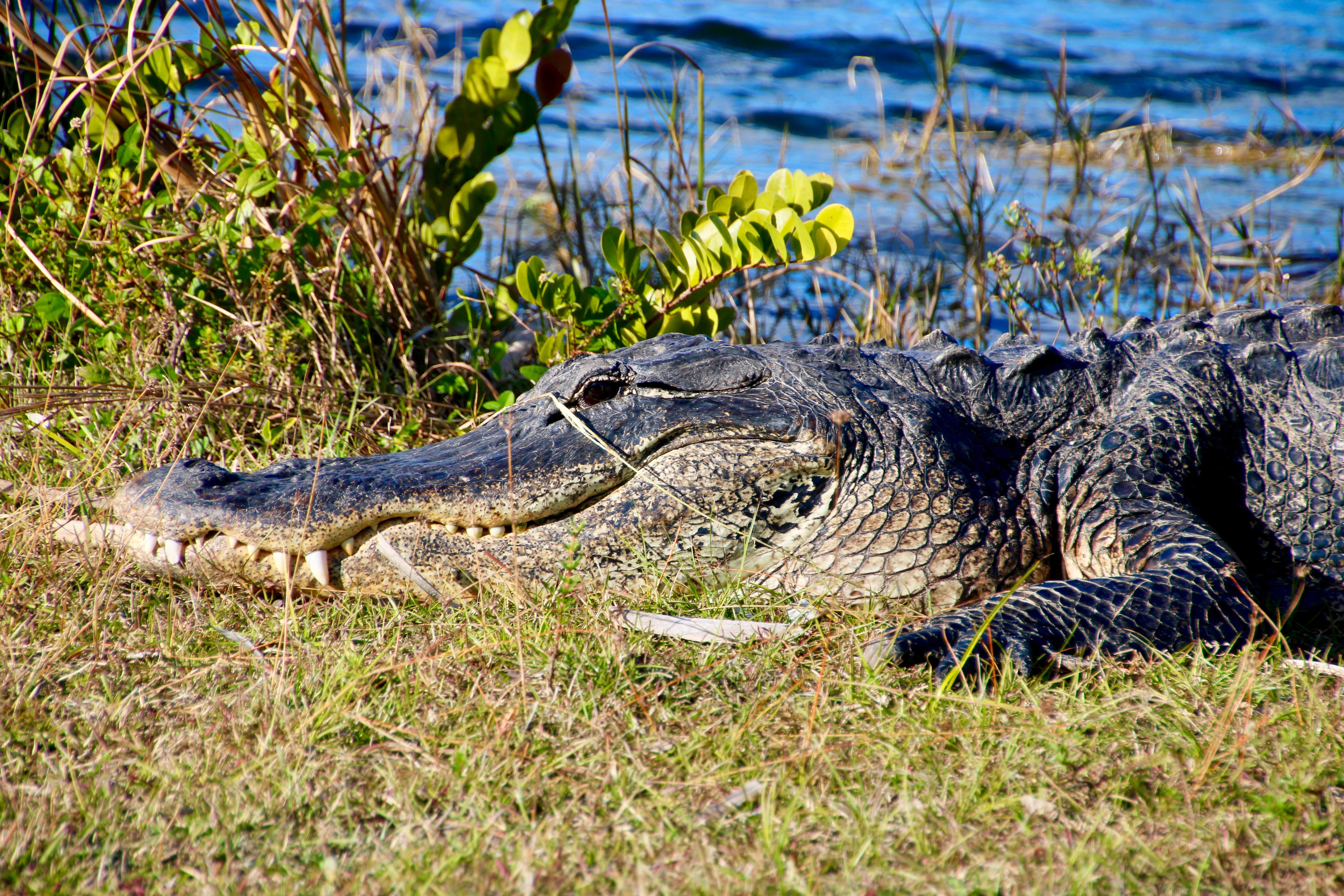 Camper-submitted photo at Midway Campground — Big Cypress National Preserve near Big Cypress National Preserve