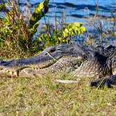 Review photo of Midway Campground — Big Cypress National Preserve by Kevin A., January 4, 2021