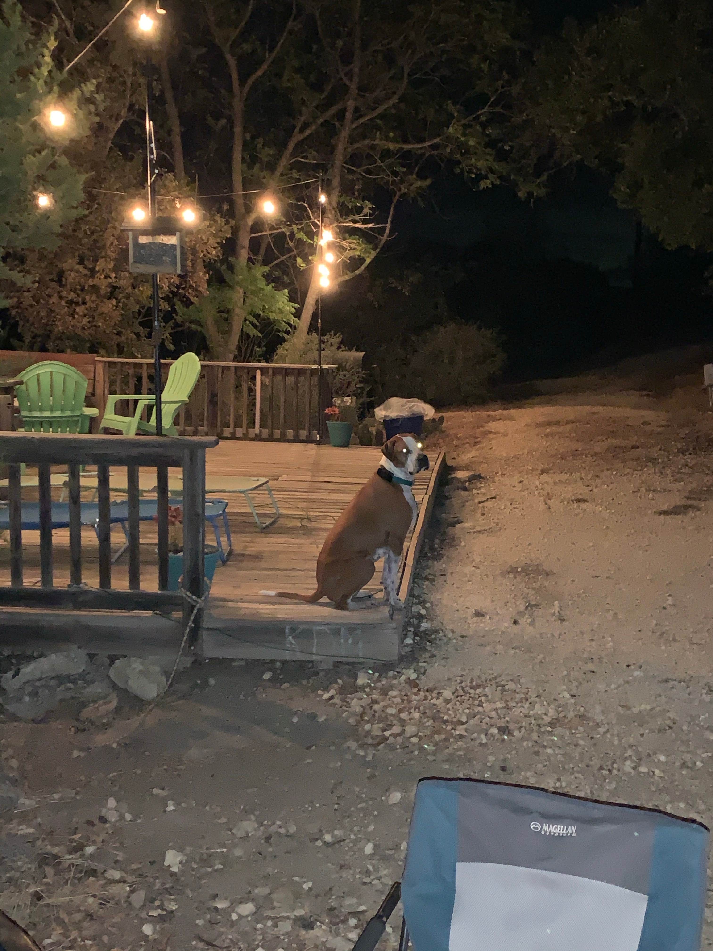 Becky B.'s photo of camping with pets at Boulderdash Cabin & RV Park near Boerne, TX
