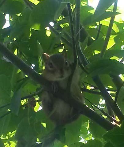 Camper-submitted photo at Tipi Camp a Walking Stick Adventures Farm near Sigourney, IA