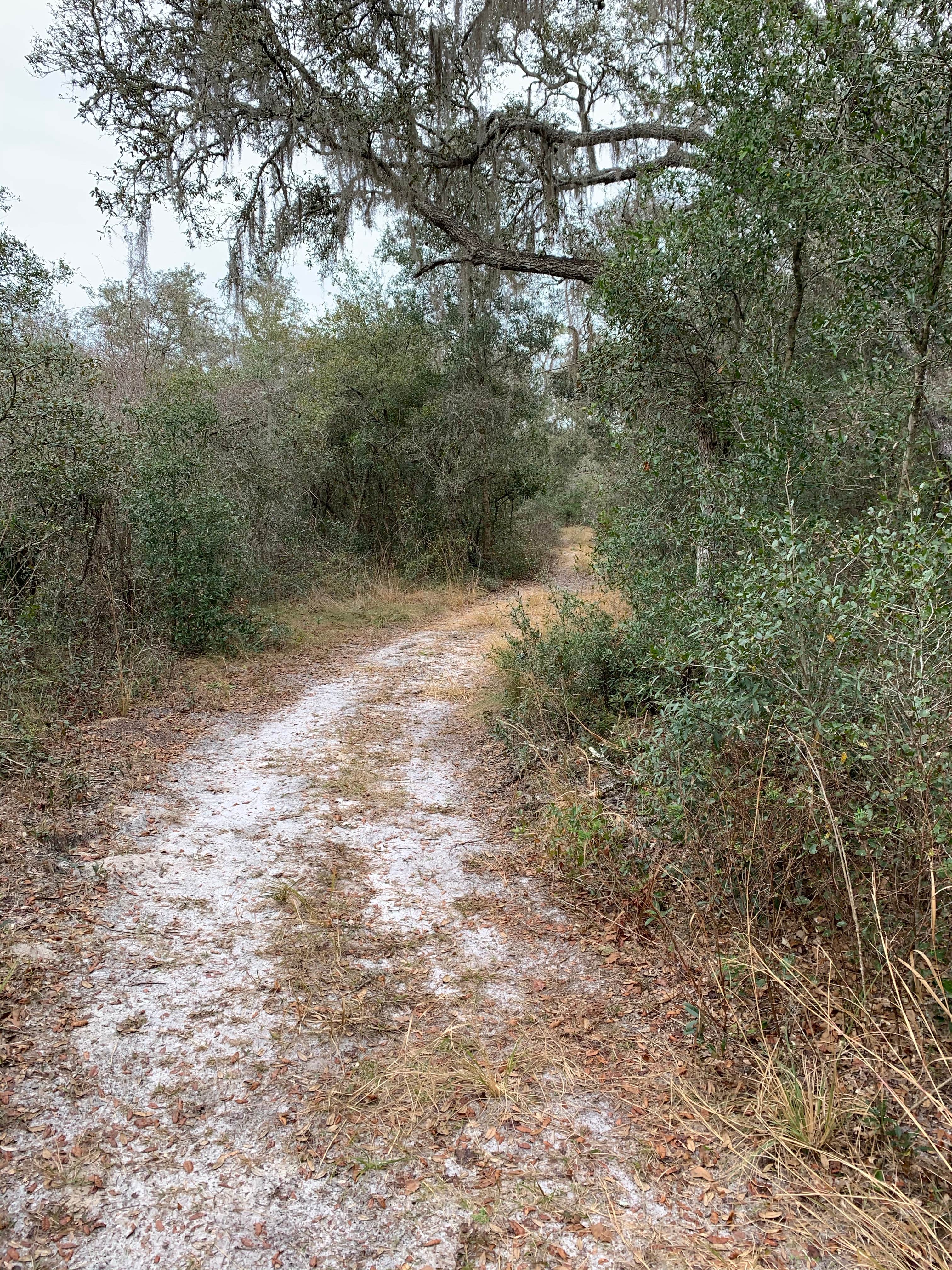 Camper submitted image from Pasco County - Crews Lake Wilderness Park - 1