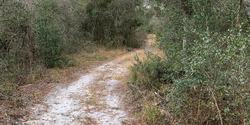 Camper submitted image from Pasco County - Crews Lake Wilderness Park