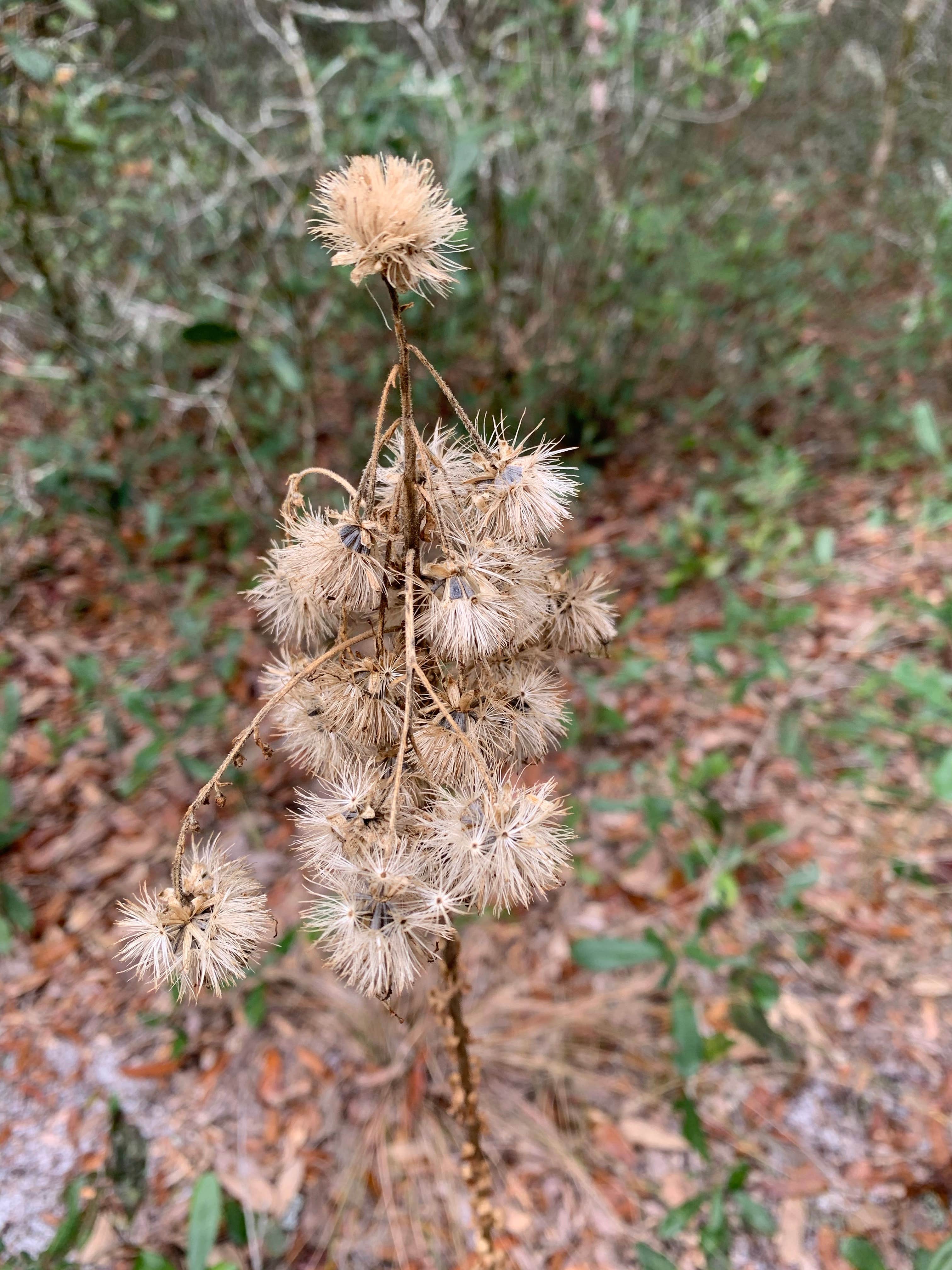 Camper-submitted photo at Pasco County - Crews Lake Wilderness Park near Lutz, FL