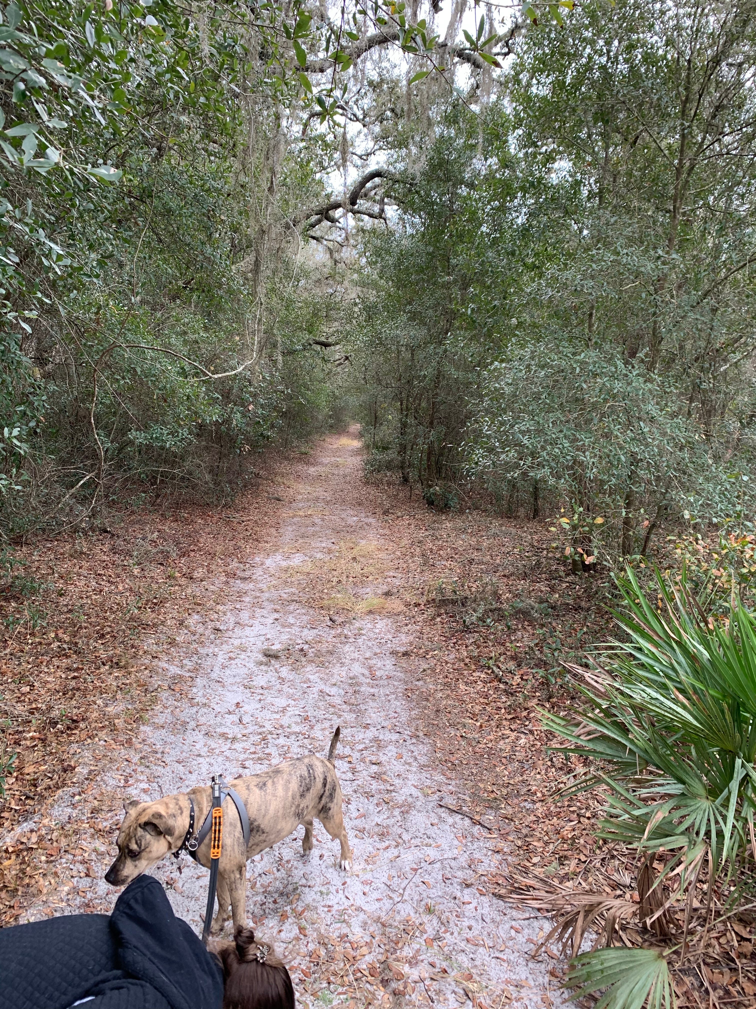 Camper submitted image from Pasco County - Crews Lake Wilderness Park - 2